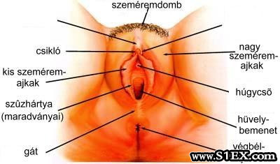 noi_nemiszervek