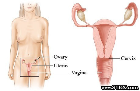 vagina