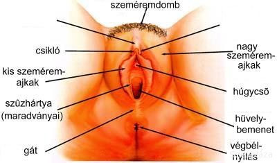 noi_nemiszervek