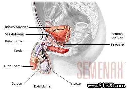 sperma_utja