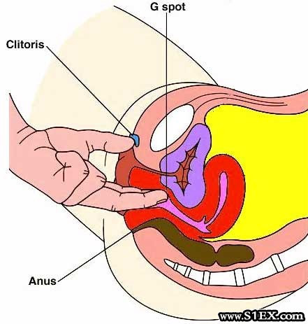 vulva pénisz behatolása